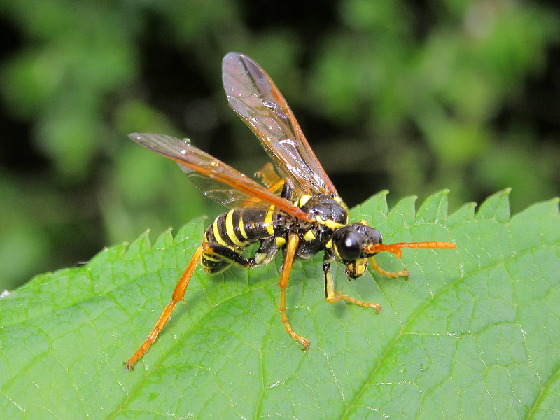 Vespa ?  No, Tenthredinidae:  Tenthredo scrophulariae, maschio